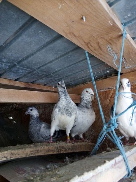  - Pui de porumbei standard 2020