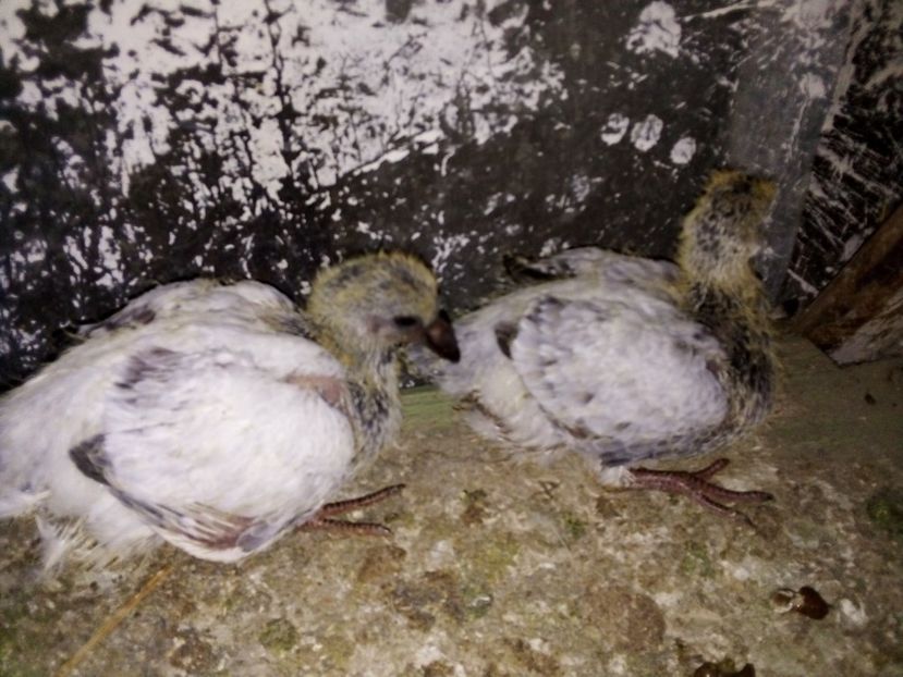  - Pui de porumbei standard 2020