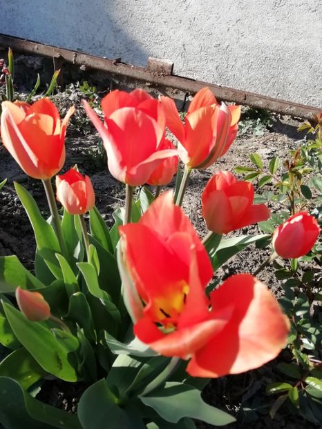 7.04 - gradina 2020