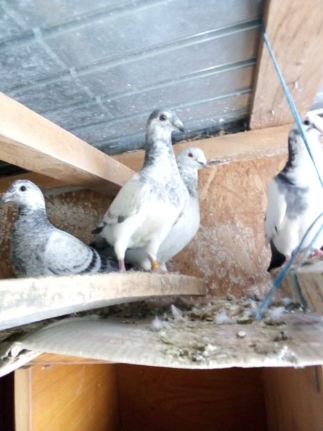  - Pui de porumbei standard 2020