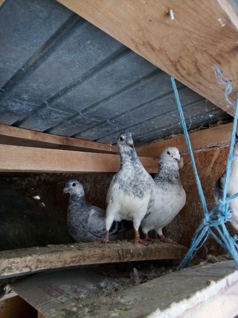  - Pui de porumbei standard 2020