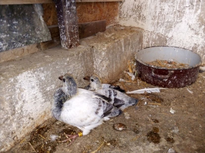  - Pui de porumbei standard 2020