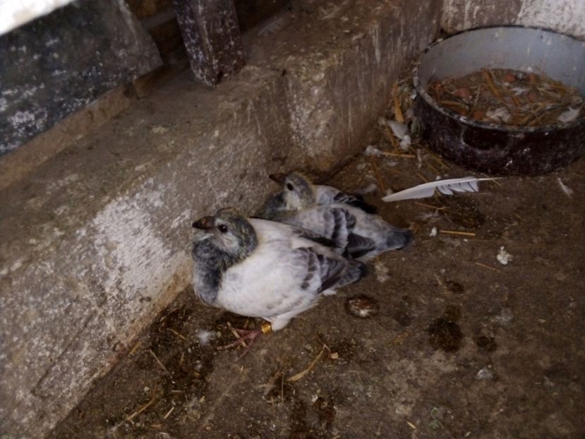  - Pui de porumbei standard 2020