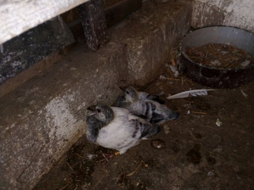  - Pui de porumbei standard 2020