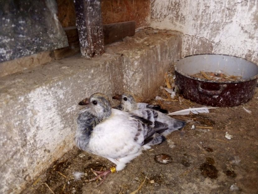  - Pui de porumbei standard 2020