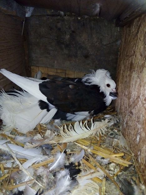  - Porumbei Gulerați