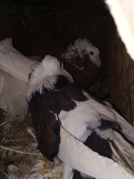  - Porumbei Gulerați