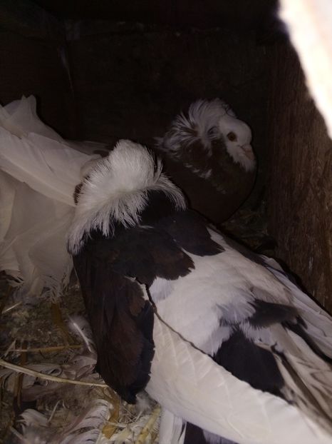  - Porumbei Gulerați