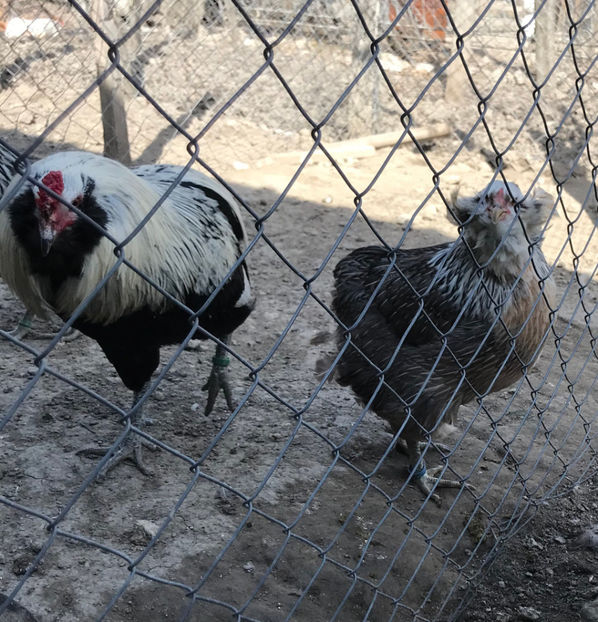  - Araucana Argintiu Silver 2020