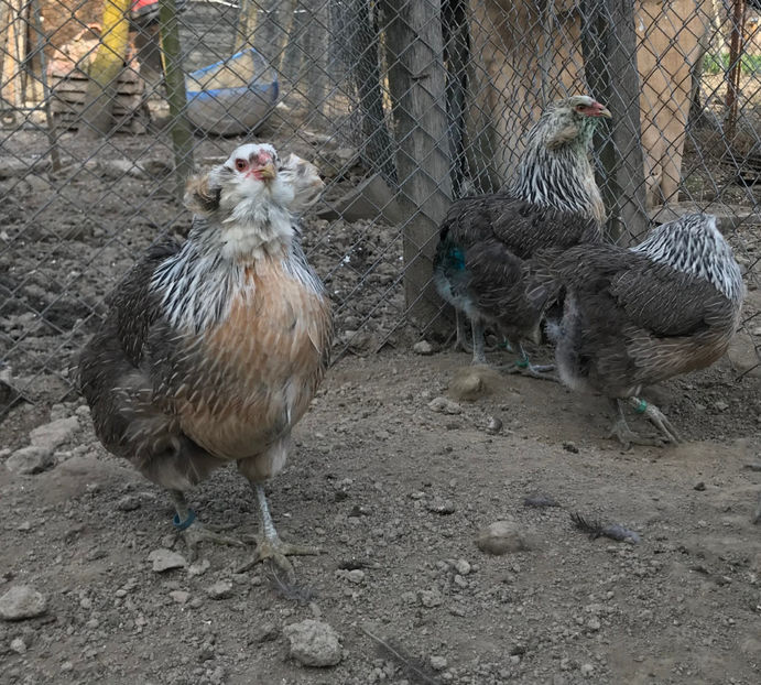  - Araucana Argintiu Silver 2020