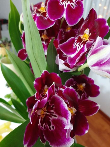  - Miltoniopsis Maui Pride