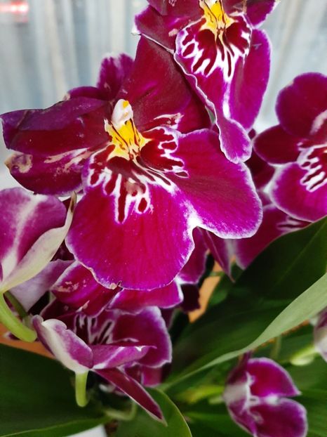  - Miltoniopsis Maui Pride
