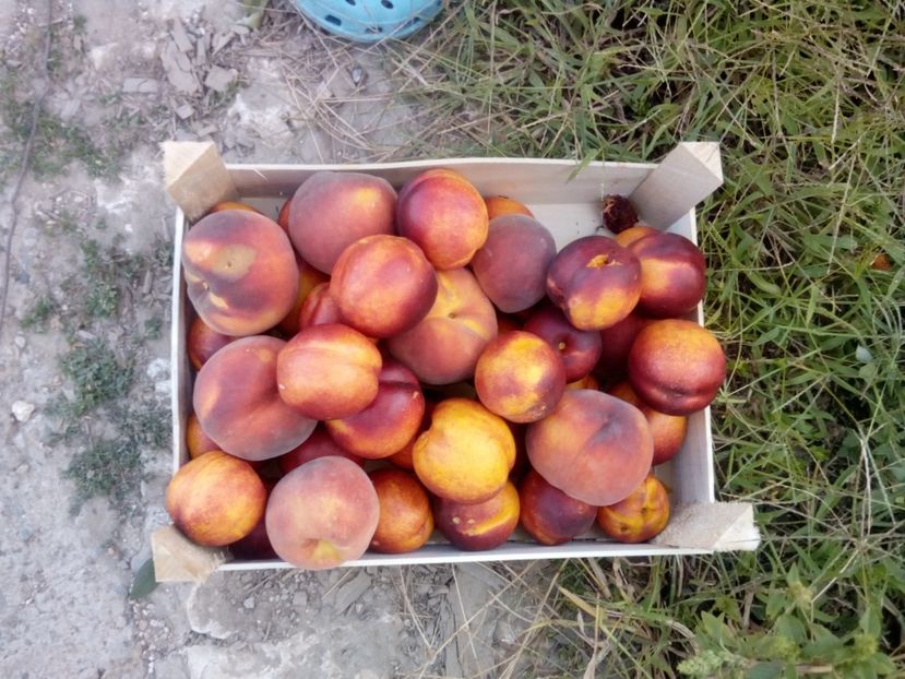  - Fundație