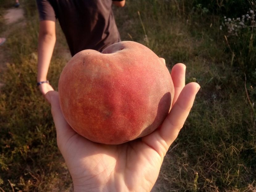  - Fundație