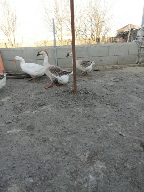  - A2 Gaste africane 2020