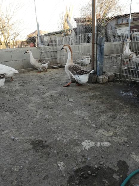  - A2 Gaste africane 2020