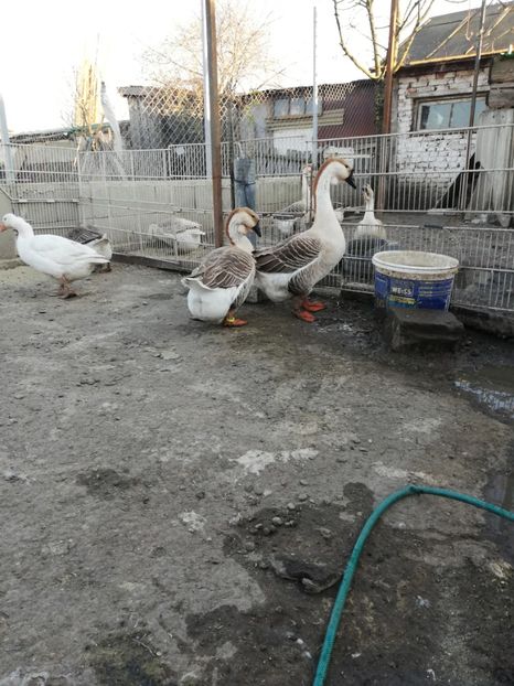  - A2 Gaste africane 2020