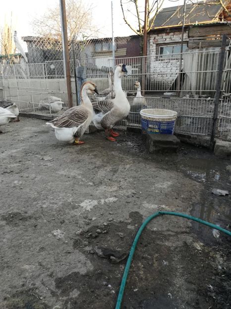  - A2 Gaste africane 2020