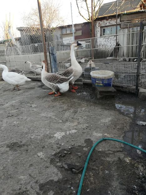  - A2 Gaste africane 2020