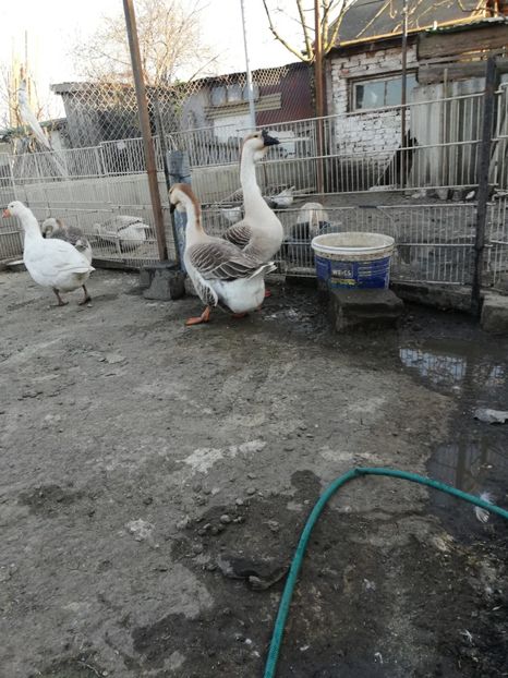  - A2 Gaste africane 2020