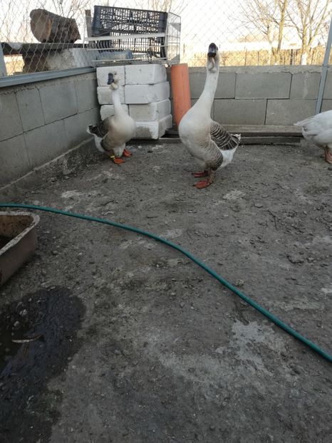  - A2 Gaste africane 2020