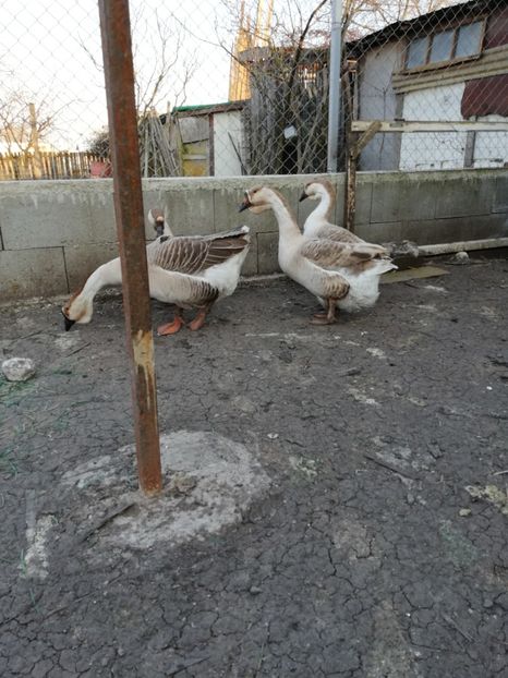  - A2 Gaste africane 2020