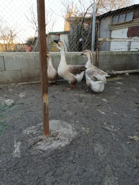  - A2 Gaste africane 2020