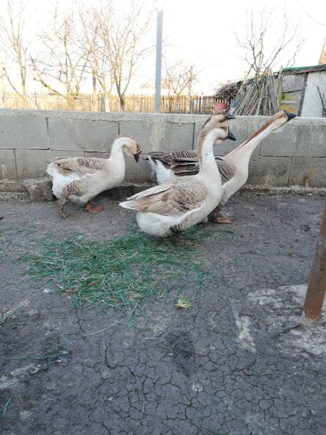  - A2 Gaste africane 2020