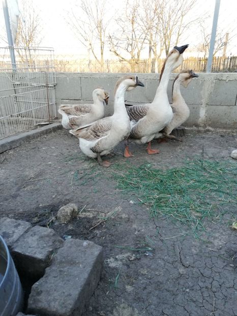  - A2 Gaste africane 2020