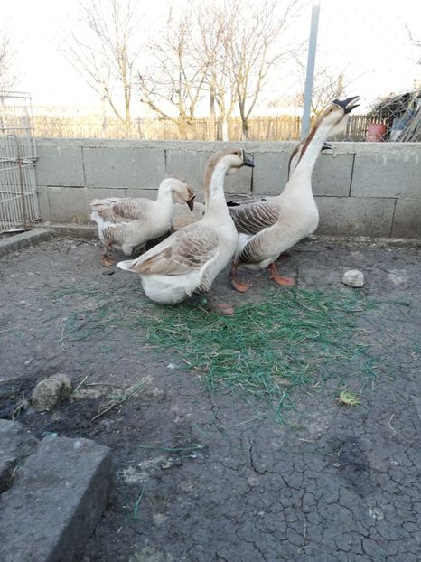  - A2 Gaste africane 2020