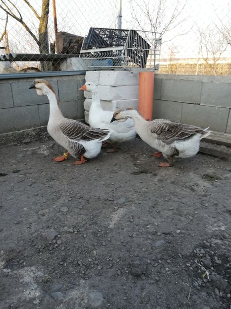  - A2 Gaste africane 2020