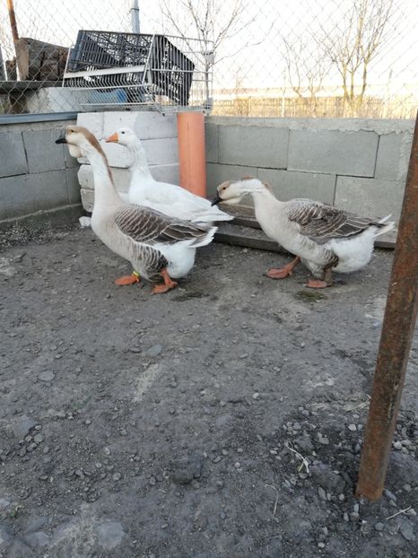  - A2 Gaste africane 2020