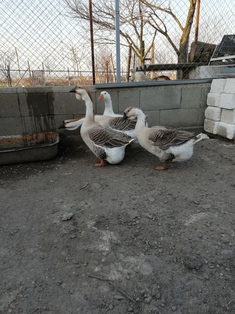  - A2 Gaste africane 2020