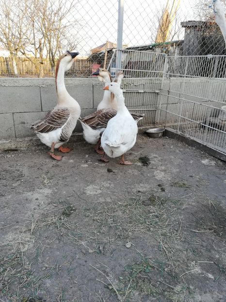  - A2 Gaste africane 2020