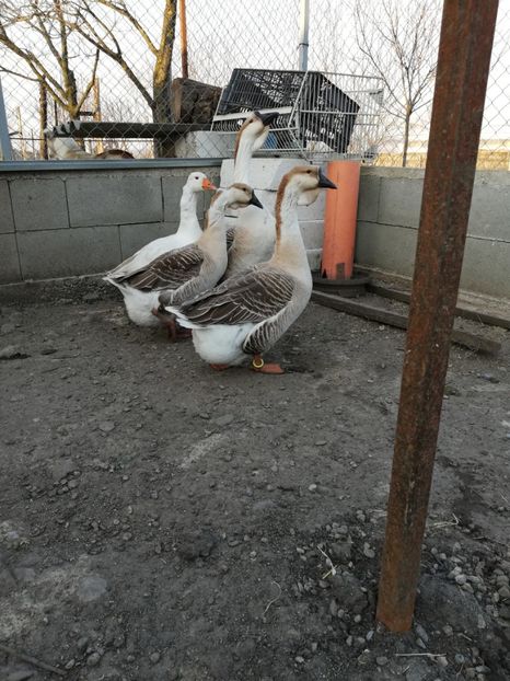  - A2 Gaste africane 2020