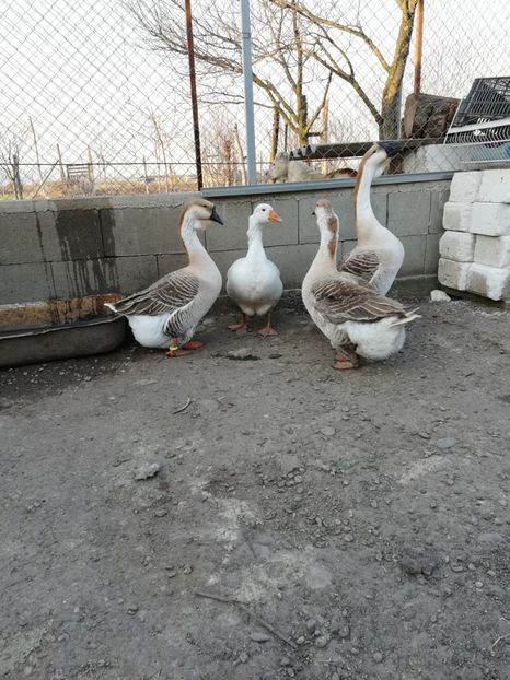  - A2 Gaste africane 2020