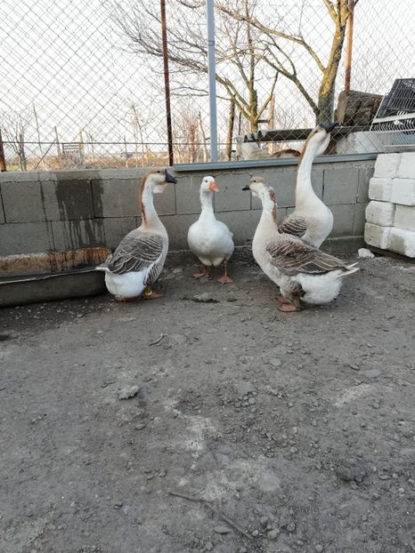  - A2 Gaste africane 2020