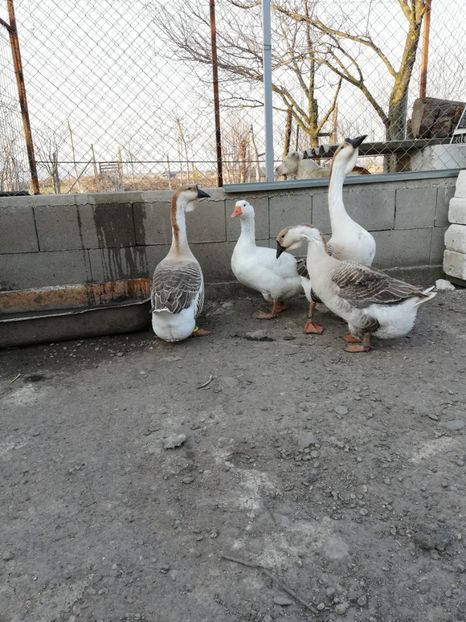  - A2 Gaste africane 2020