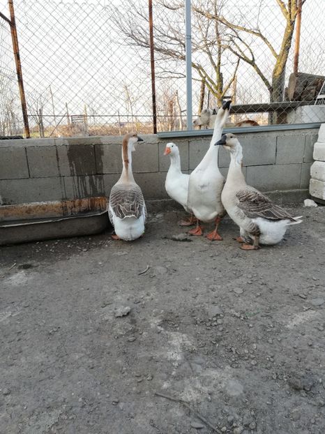  - A2 Gaste africane 2020