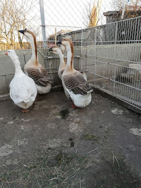  - A2 Gaste africane 2020