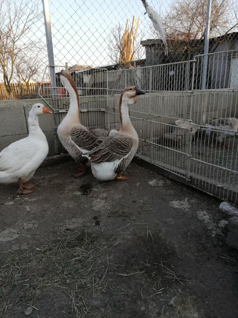  - A2 Gaste africane 2020