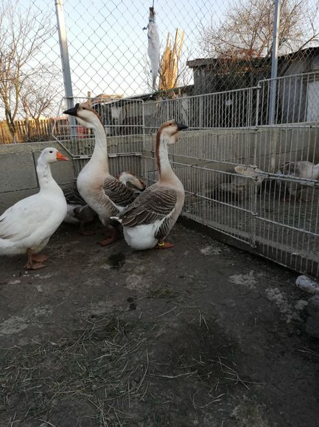  - A2 Gaste africane 2020