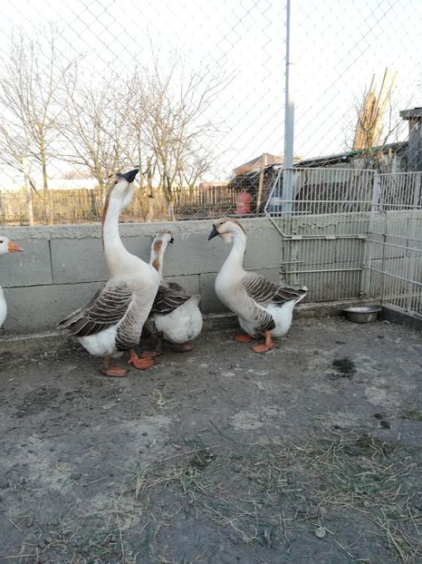  - A2 Gaste africane 2020