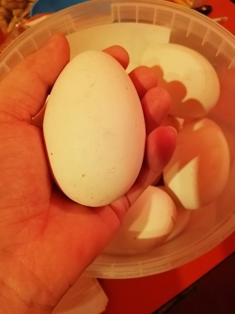  - A2 Gaste africane 2020