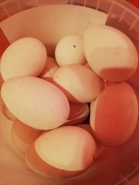  - A2 Gaste africane 2020