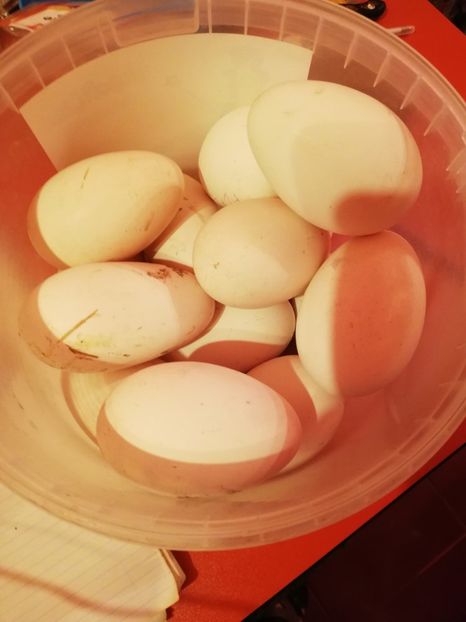  - A2 Gaste africane 2020