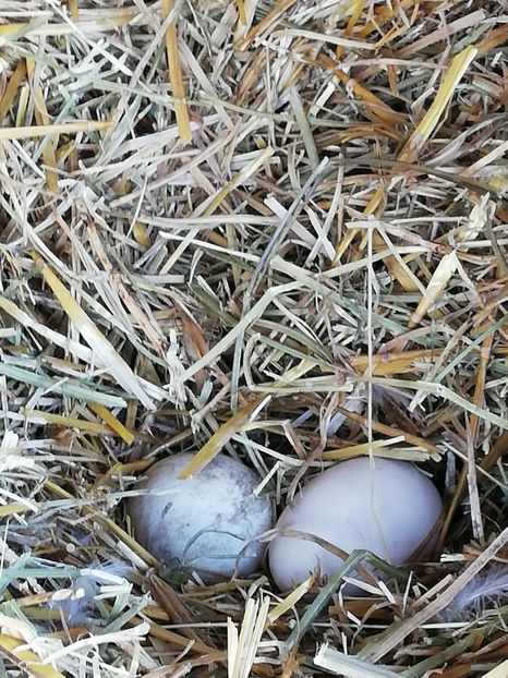  - A2 Gaste africane 2020