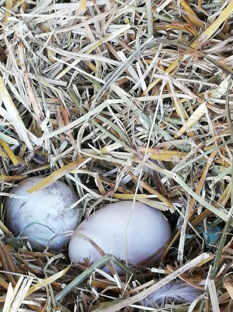  - A2 Gaste africane 2020