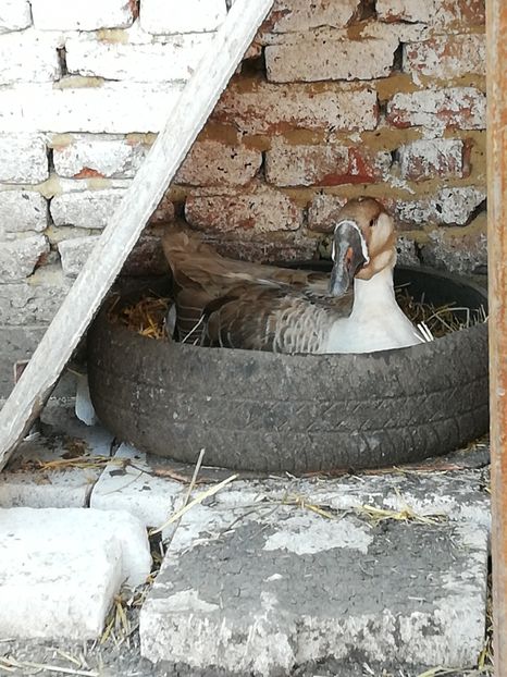  - A2 Gaste africane 2020