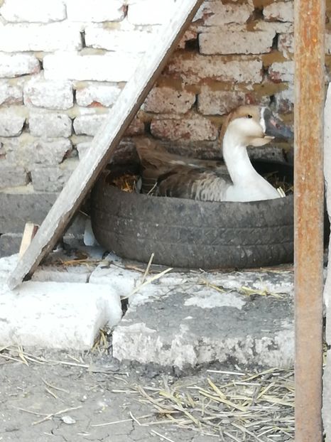  - A2 Gaste africane 2020